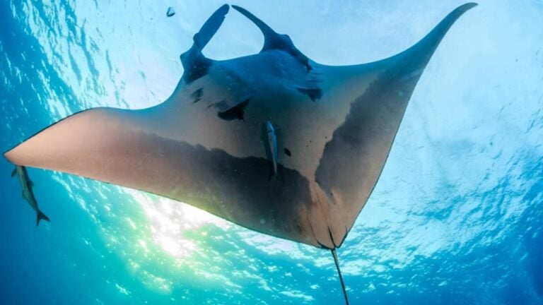 Arraia-manta - Arraia-manta /shutterstock.com