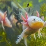 Axolote - clicksdemexico/ shutterstock.com