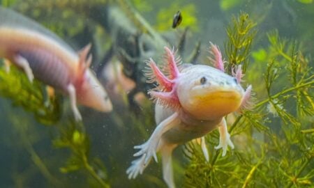 Axolote regenera o próprio coração sem deixar cicatrizes no órgão