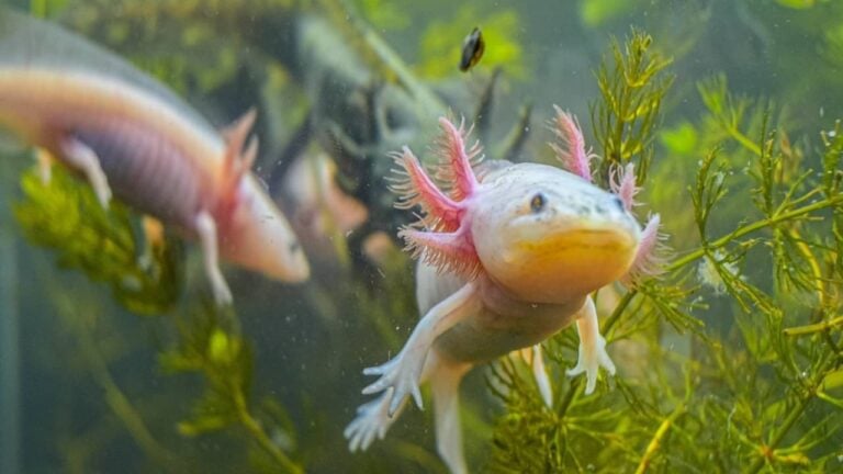 Axolote - clicksdemexico/ shutterstock.com