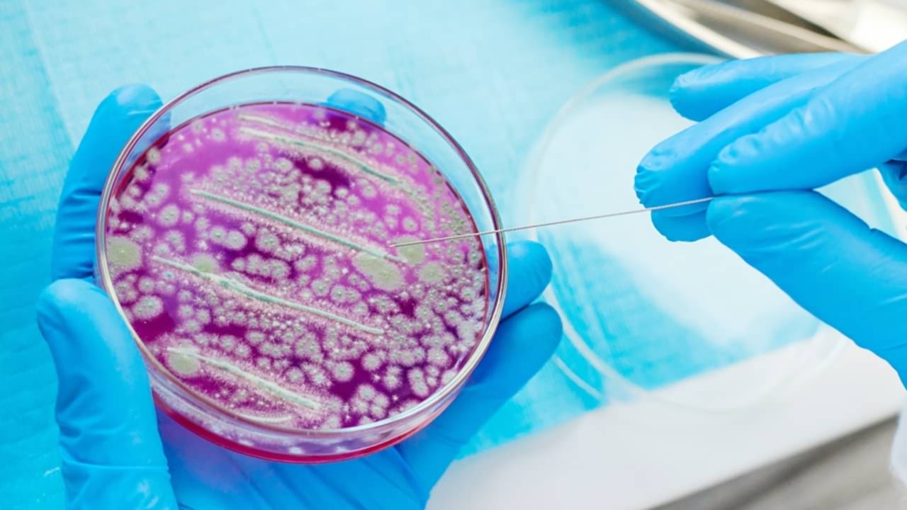 Bactérias, laboratório - Tatevosian Yana/ istockphoto.com