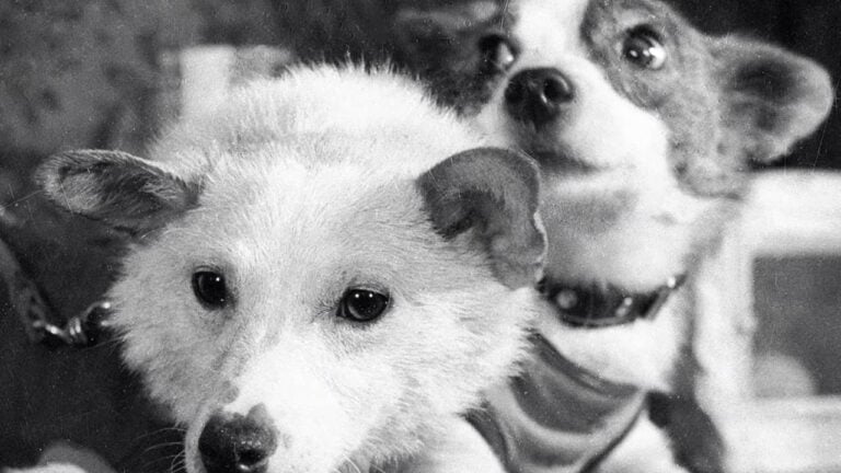Belka e Strelka - Reprodução/YouTube