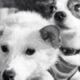 Belka e Strelka - Reprodução/YouTube