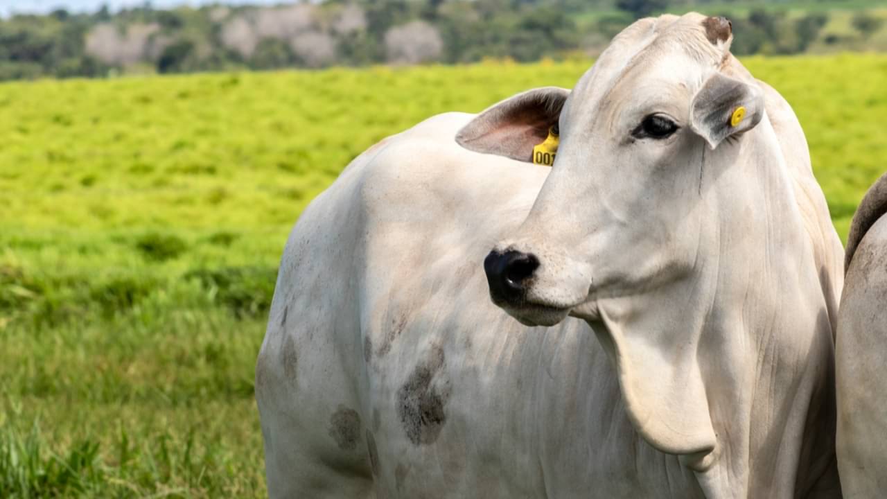Preço da arroba do boi gordo atinge máxima histórica de R$ 372,95 em SP