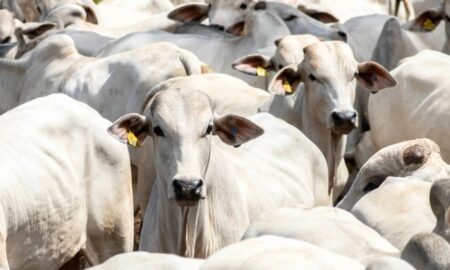 Raiz Brasil Agro lança biometria bovina por celular na Bahia