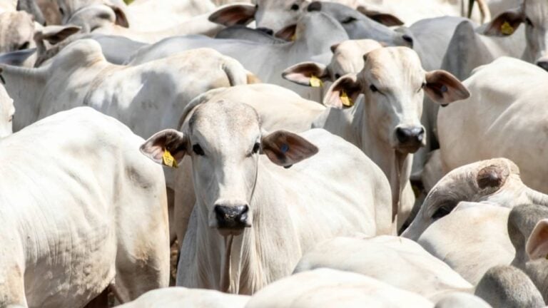 Boi, gado, vaca - Alf Ribeiro/shutterstock.com