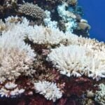 Branqueamento de corais - Tunatura/ istockphoto.com