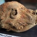 Cabeça de cachorro mumificado descoberto no Peru - Divulgação/Weronika Tomczyk