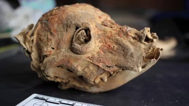 Cabeça de cachorro mumificado descoberto no Peru - Divulgação/Weronika Tomczyk