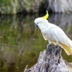 Cacatua - Jane Rix/shutterstock.com