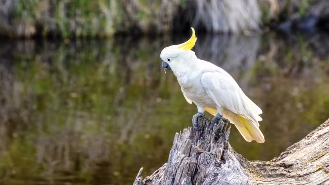 Cacatua - Jane Rix/shutterstock.com