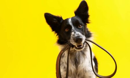 Cachorro, cão - New Africa / shutterstock.com