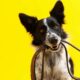 Cachorro, cão - New Africa / shutterstock.com