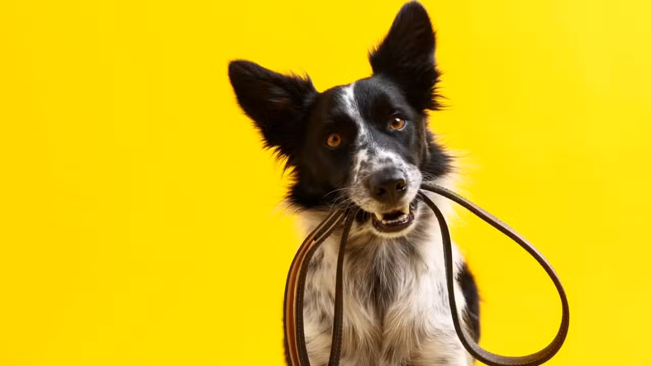 Cachorro, cão - New Africa / shutterstock.com