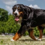 Cachorro, cão - sergey kolesnikov / shutterstock.com