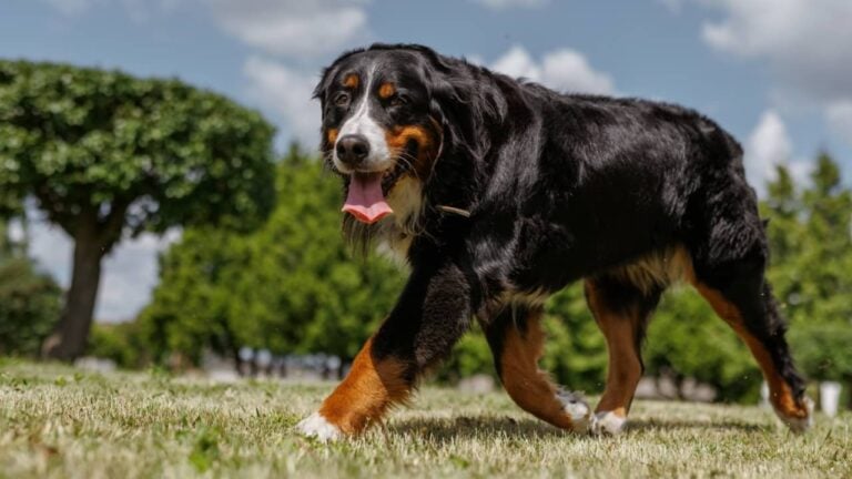 Cachorro, cão - sergey kolesnikov / shutterstock.com