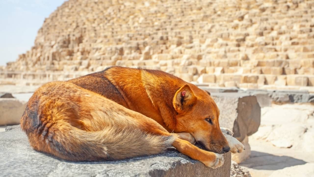 cachorro no deserto - Alexandra Lande/Shutterstock.com