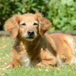 Cachorro - schubbel - shutterstock.com