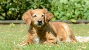 Cachorro - schubbel - shutterstock.com