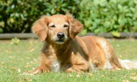 Cachorro - schubbel - shutterstock.com