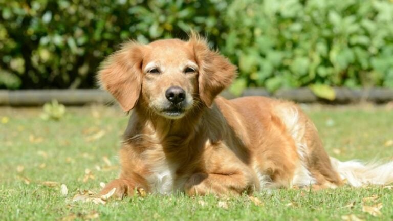 Cachorro - schubbel - shutterstock.com