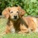 Cachorro - schubbel - shutterstock.com