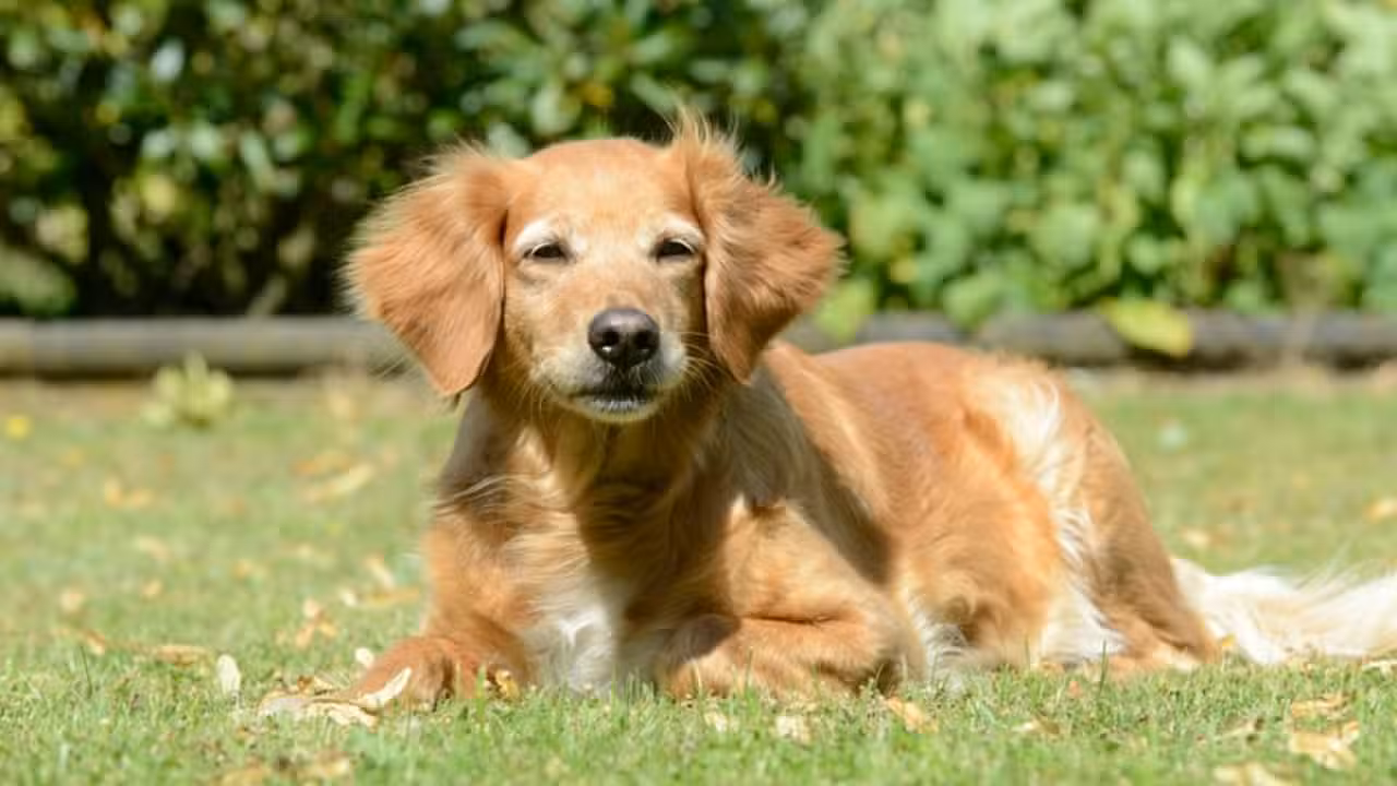 Cachorro - schubbel - shutterstock.com