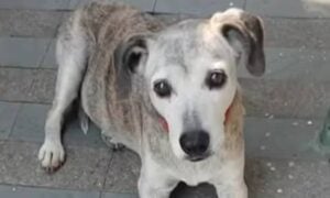 Cadela desaparece após seguir tutor até ambulância e entrar no veículo durante socorro em SP - Arquivo Pessoal