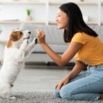 Cão, cachorro e jovem mulher - Prostock-studio/shutterstock.com