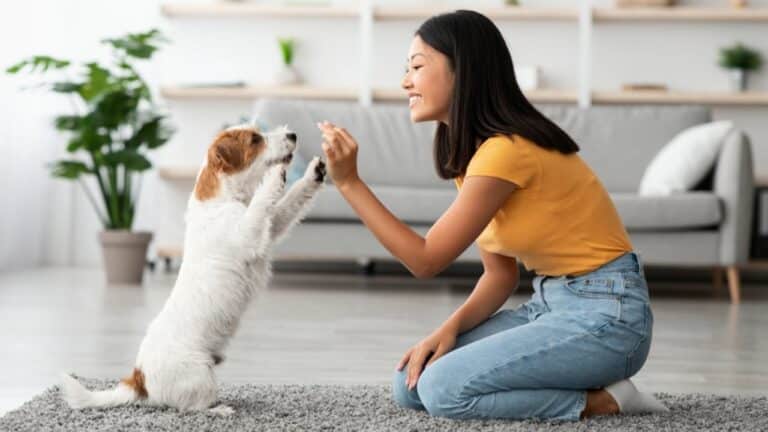Cão, cachorro e jovem mulher - Prostock-studio/shutterstock.com