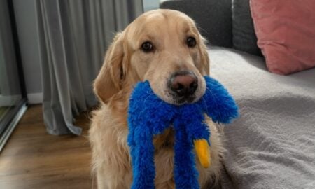 Cão, cachorro - Kinek00/shutterstock.com