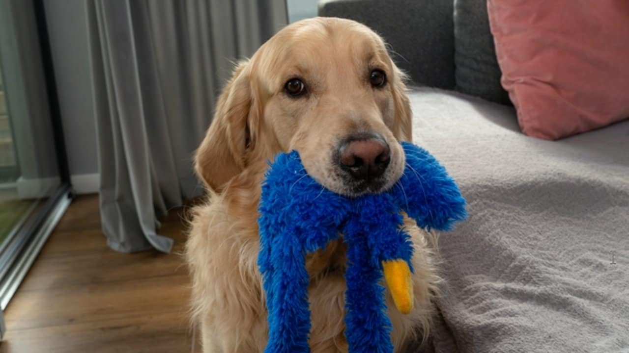 Estudo aponta que cães diferenciam padrões de consoantes na linguagem humana