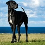 Cão Dinamarquês - RugliG/ istockphoto.com