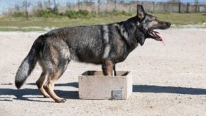 Cão farejador, treinamento de cães - cynoclub / shutterstock.com
