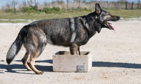 Cão farejador, treinamento de cães - cynoclub / shutterstock.com