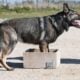 Cão farejador, treinamento de cães - cynoclub / shutterstock.com
