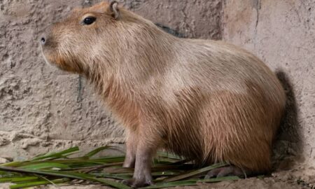 Capivara - Warmlight/ istockphoto.com