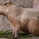 Capivara - Warmlight/ istockphoto.com