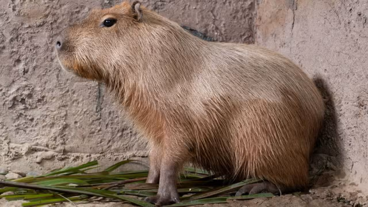 Capivara - Warmlight/ istockphoto.com