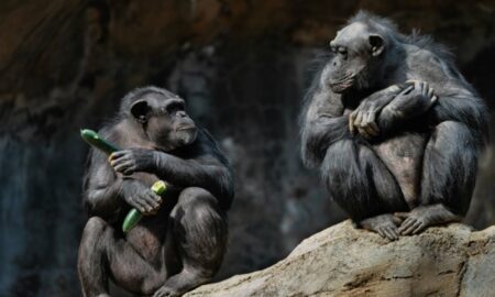 Chimpanzés - Wirestock Creators/shutterstock.com