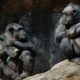 Chimpanzés - Wirestock Creators/shutterstock.com