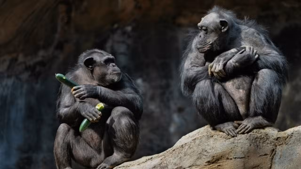 Chimpanzés - Wirestock Creators/shutterstock.com