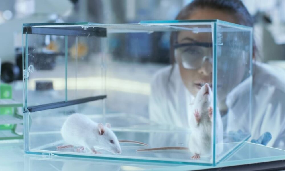 Cientistas restauram memória do Alzheimer em camundongos