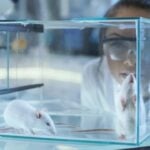 Cientista, laboratório, ratos - gorodenkoff/ istockphoto.com