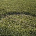 Circulo misterioso em milharal - Reprodução/Rede Social