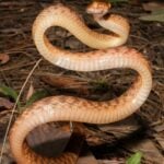 Cobra - Ken Griffiths/ istockphoto.com