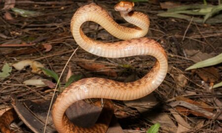 Cobra-de-junco-anã foge de ameaças na Ásia dando cambalhotas