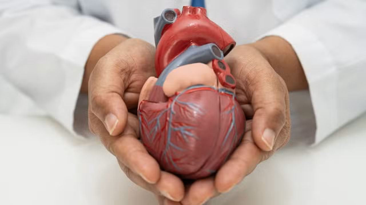Coração humano - sasirin pamai / shutterstock.com