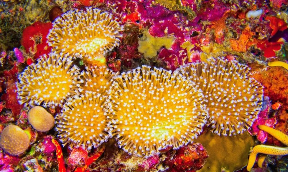 Corais construtores de recifes têm 44% das espécies ameaçadas de extinção em revisão global da IUCN