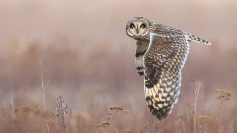 Coruja orelhuda - Fotógrafo de Aves do Ano de 2026